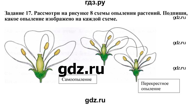ГДЗ по биологии 7 класс Клепинина рабочая тетрадь Растения. Бактерии. Грибы. Для обучающихся с интеллектуальными нарушениями задание - 17, Решебник